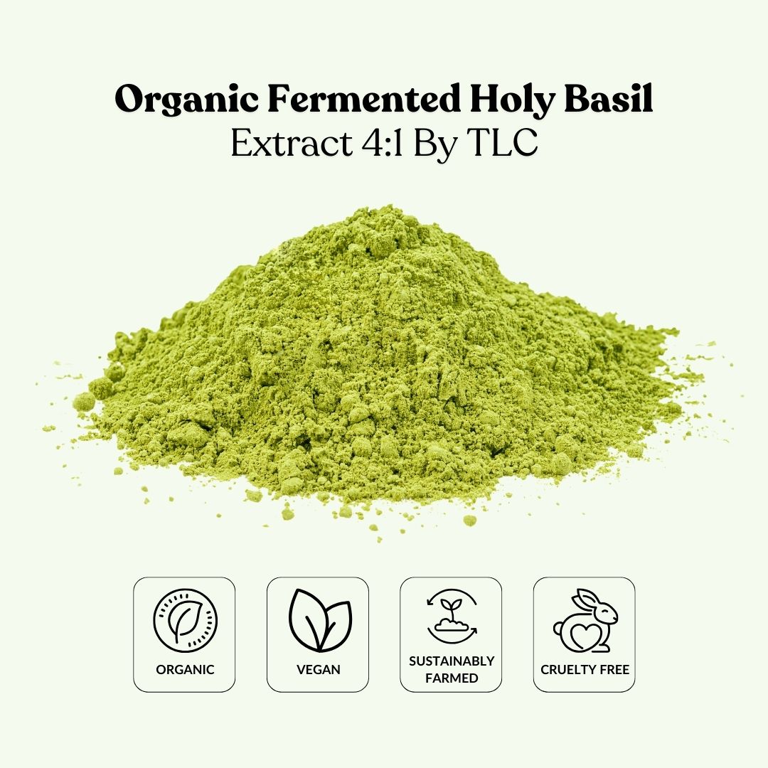 Organic Fermented Holy Basil Extract 4:1 By TLC