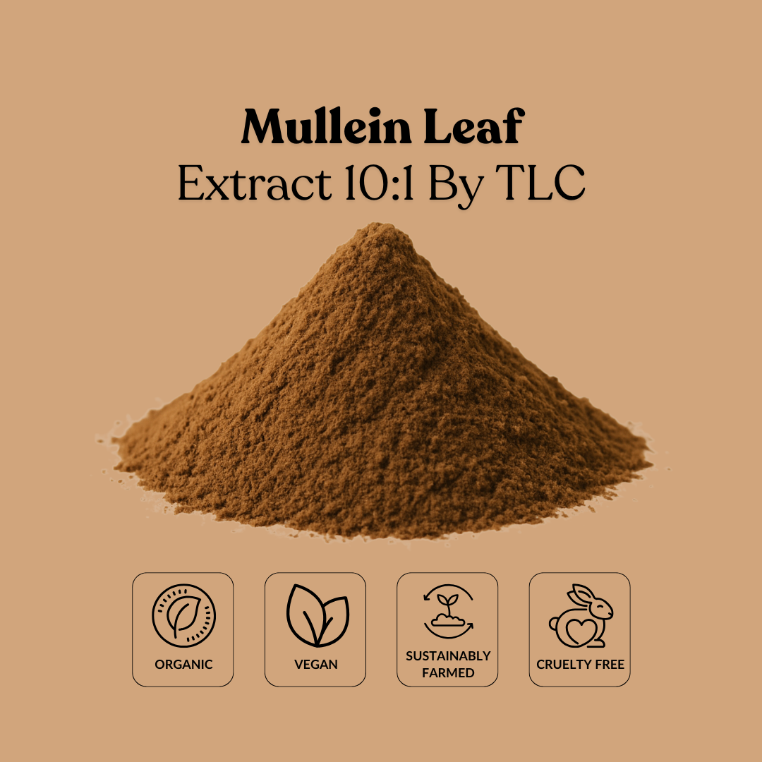 Mullein Leaf Extract 10:1 By TLC