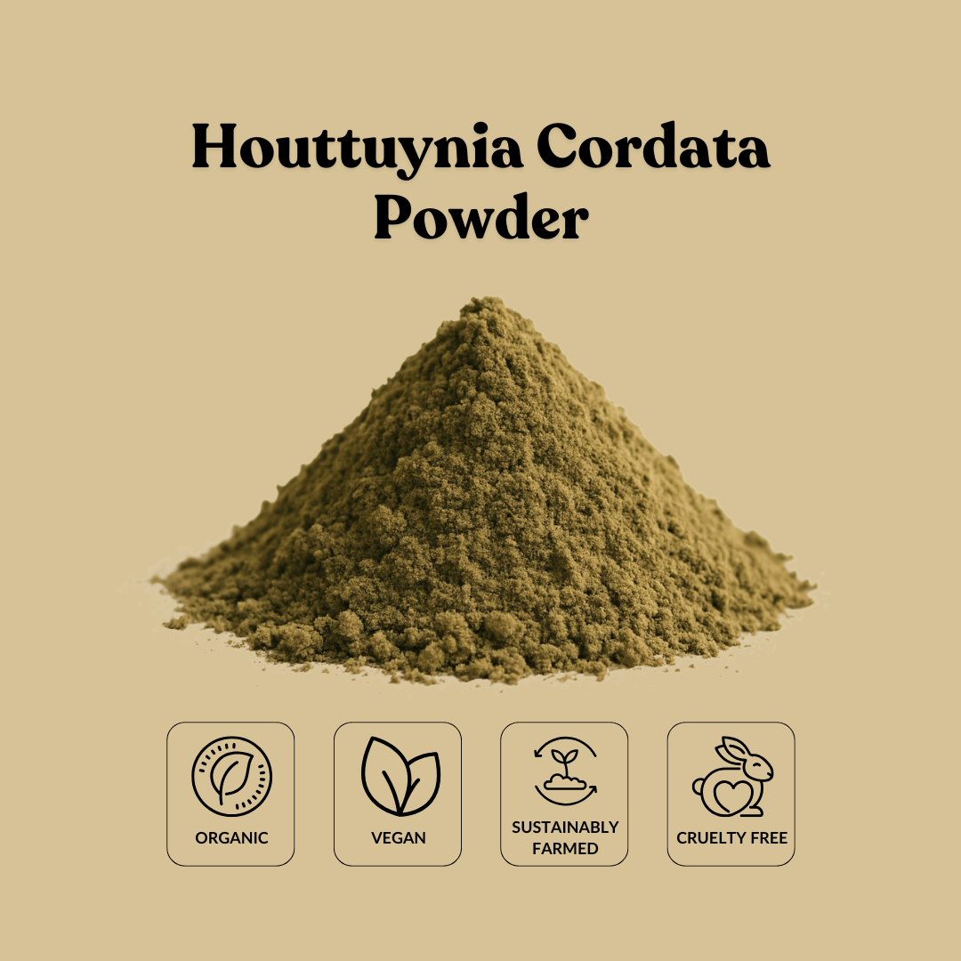 Houttuynia Cordata Powder