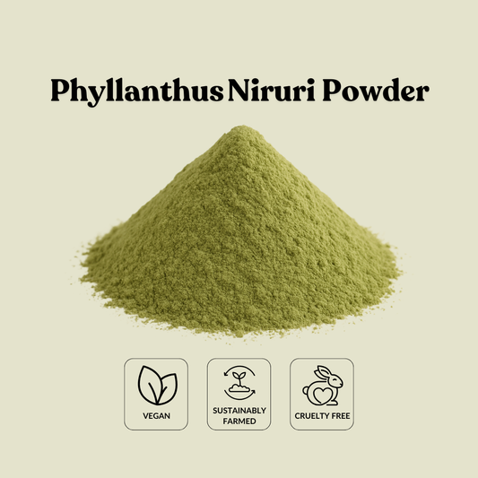 Phyllanthus Niruri Powder