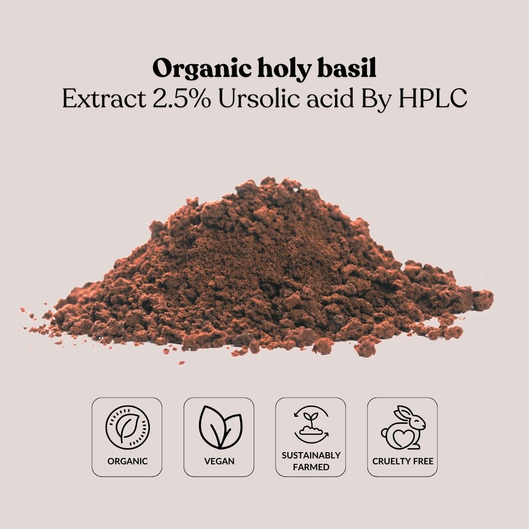 Organic holy basil extract 2.5% Ursolic acid By HPLC