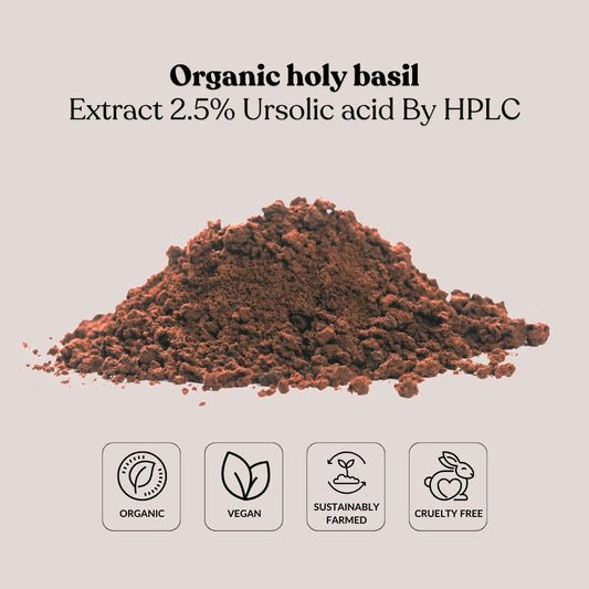 Organic Holy Basil Extract 2.5% Ursolic Acid By HPLC