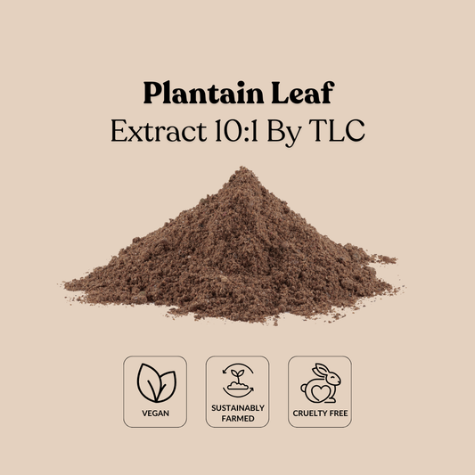 Plantain Leaf Extract 10:1 By TLC