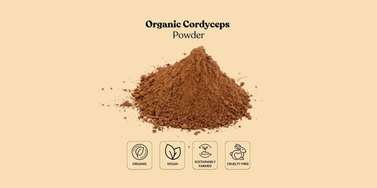 Meeting B2B Demand: Partnering with an Organic Cordyceps Powder Bulk Supplier