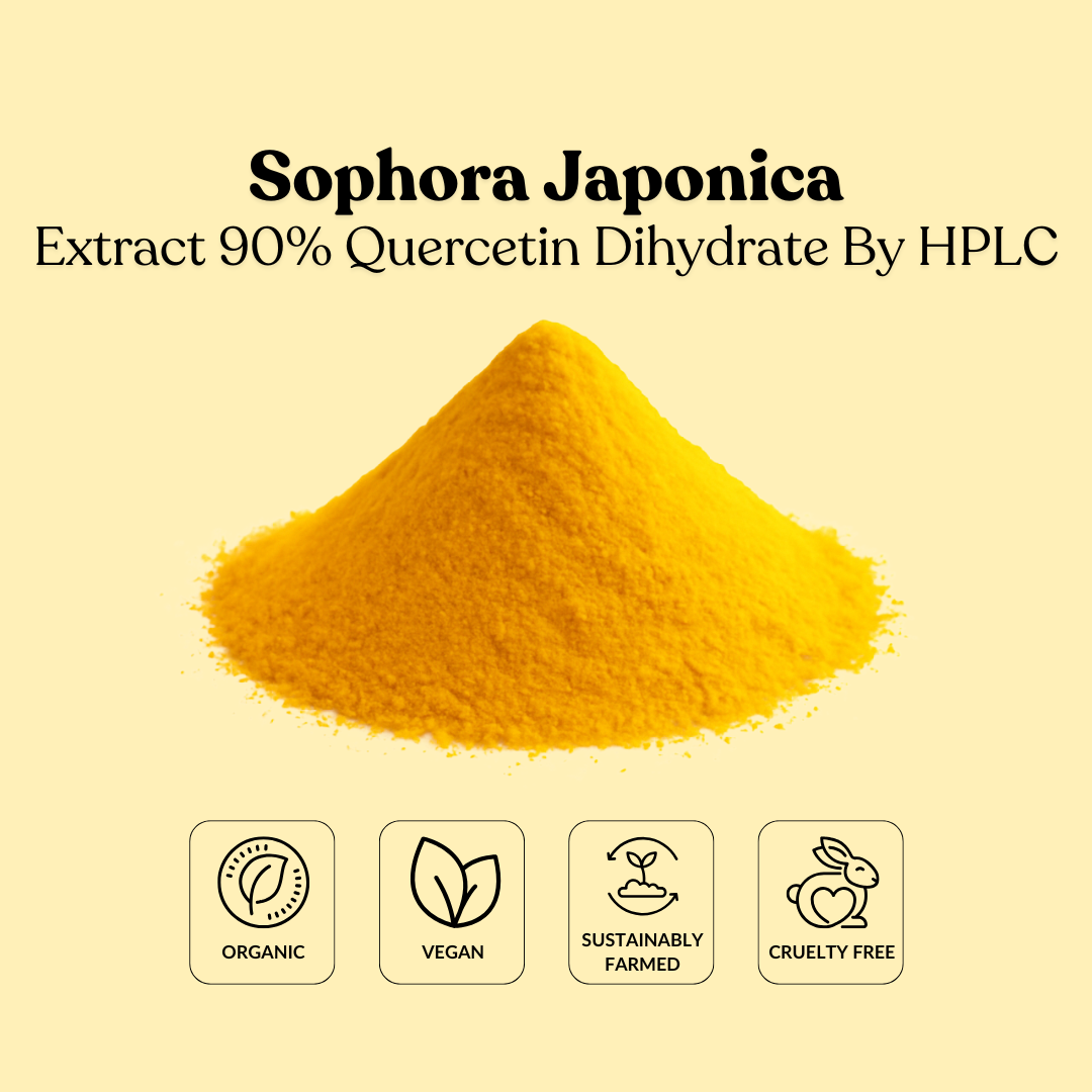 Sophora Japonica Extract 90% Quercetin Dihydrate By HPLC