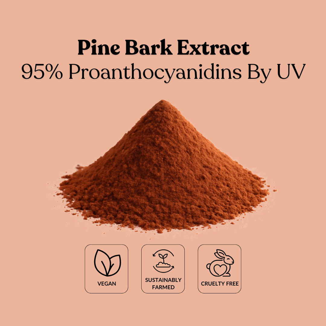 Pine Bark Extract 95% Proanthocyanidins By UV