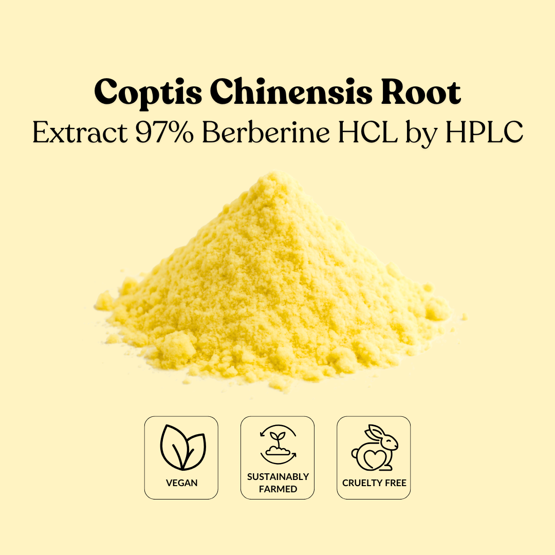 Coptis Chinensis Root Extract 97% Berberine HCL by HPLC