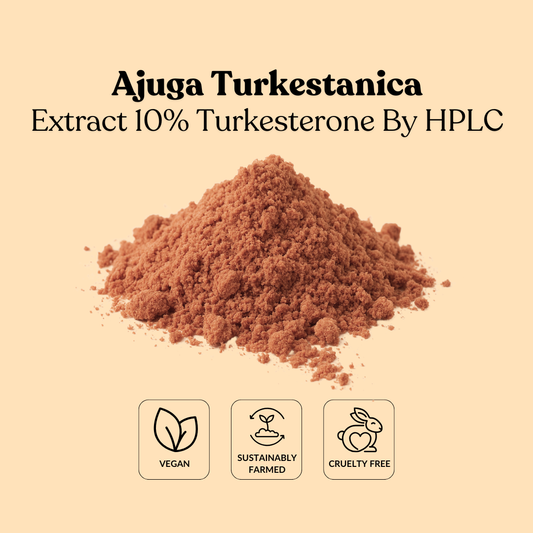 Ajuga Turkestanica Extract 10% Turkesterone By HPLC