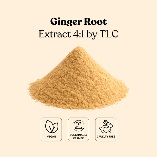 Ginger Root Extract 4:1 by TLC