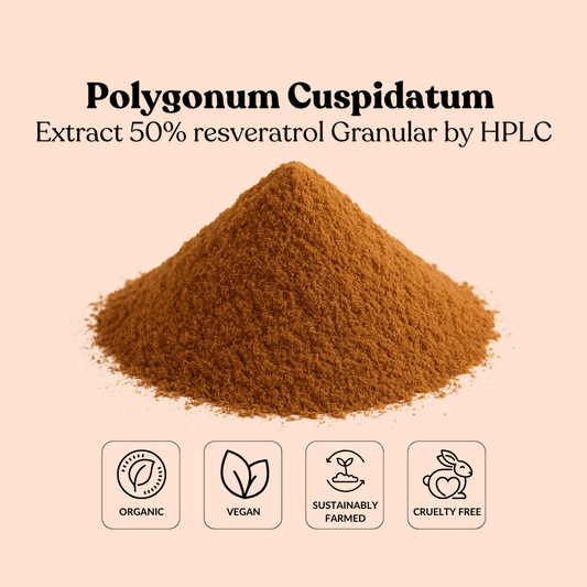 Polygonum Cuspidatum Extract 50% resveratrol Granular by HPLC