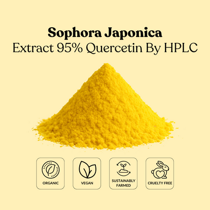 Sophora Japonica Extract 95% Quercetin By HPLC