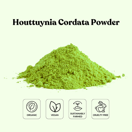 Houttuynia Cordata Powder