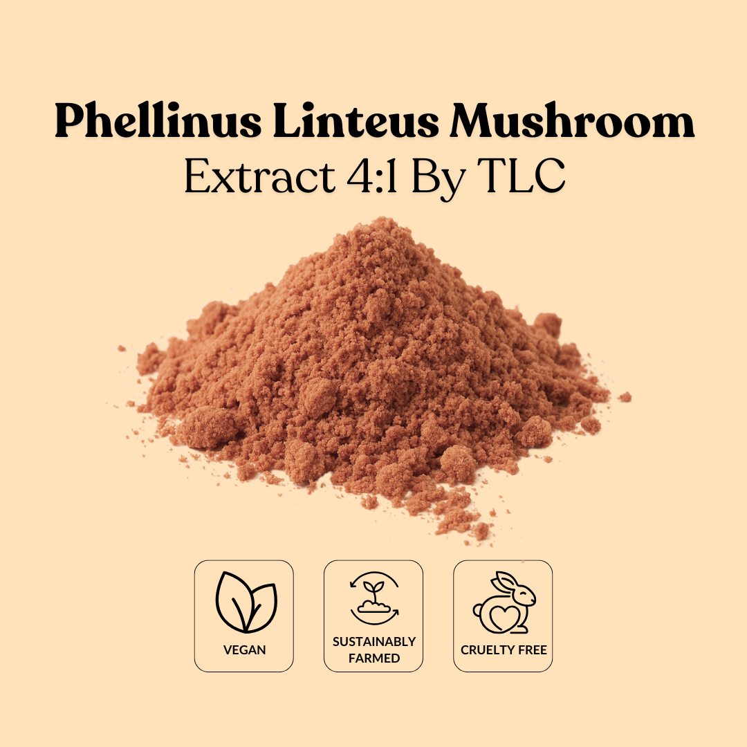 Phellinus Toasted Phellinus Linteus Mushroom Extract 4:1 By TLC – Total Ingredients