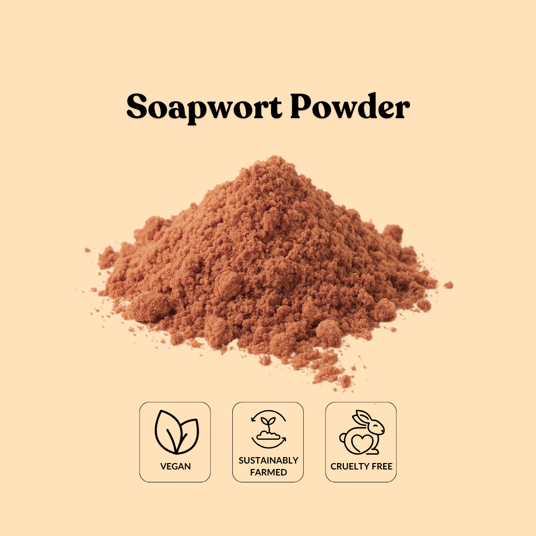 Soapwort Powder