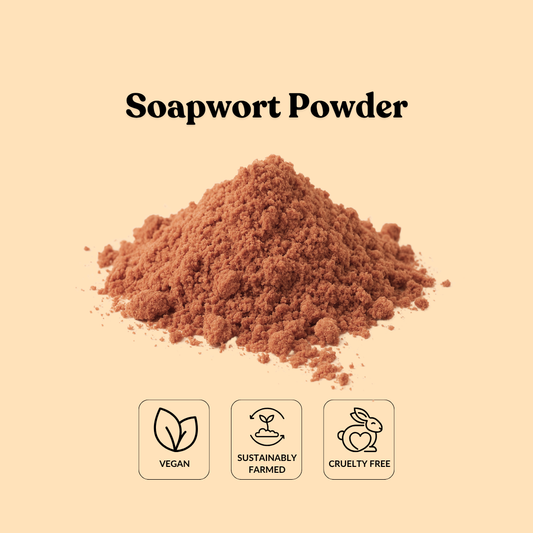 Soapwort Powder