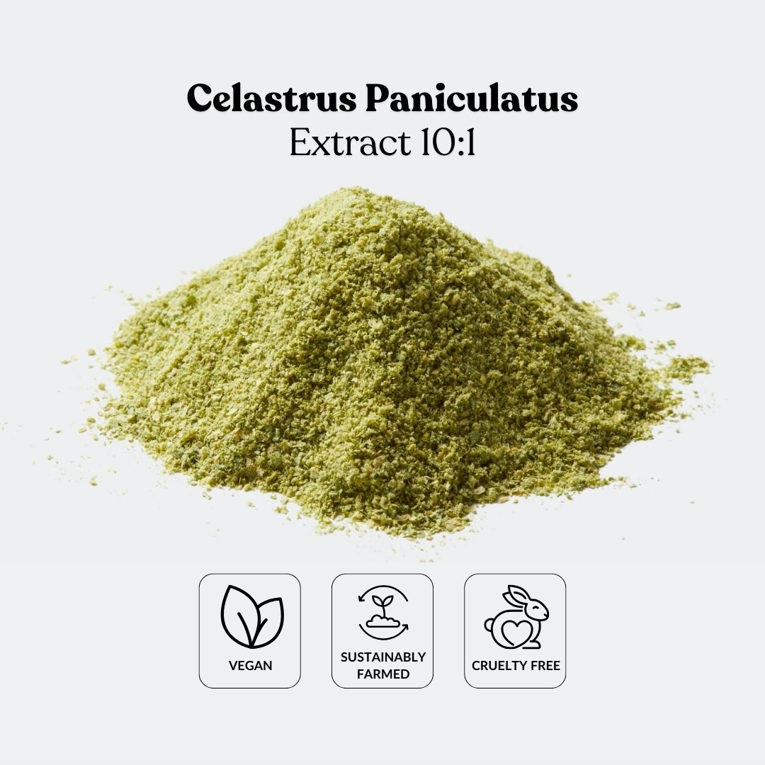 Celastrus Paniculatus Extract 10:1 By TLC