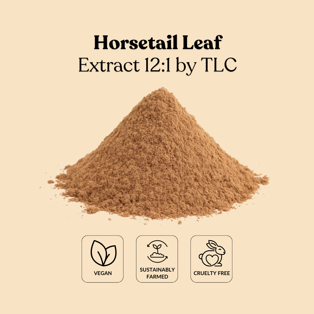 Horsetail Leaf Extract 12:1 by TLC