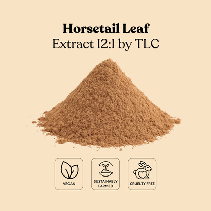 Horsetail Leaf Extract 12:1 by TLC