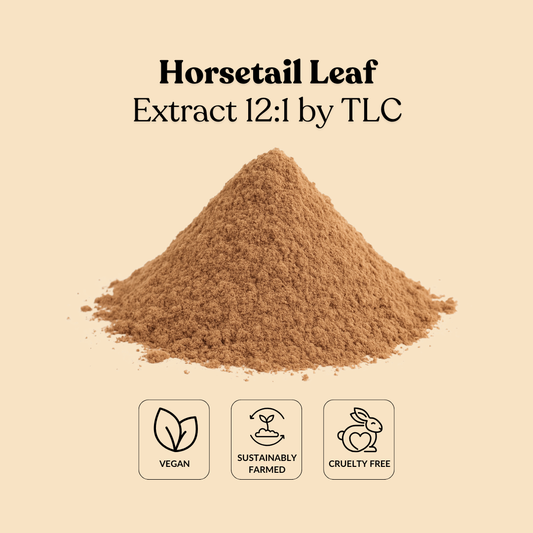 Horsetail Leaf Extract 12:1 by TLC